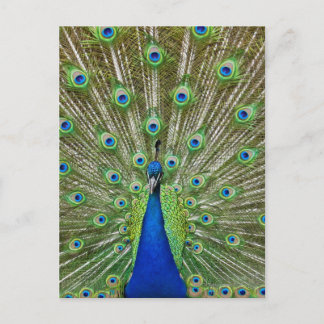 Peacock showing its feathers, as part of a postcard