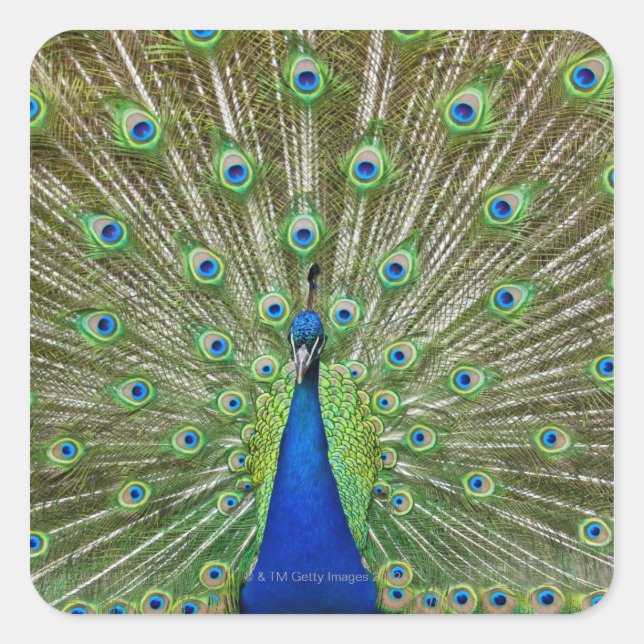 Peacock showing its feathers, as part of a square sticker (Front)