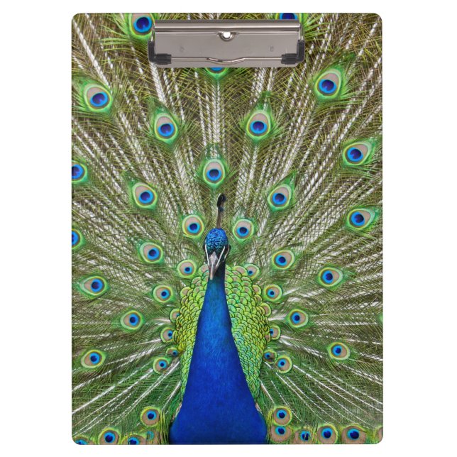 Peacock showing its feathers clipboard (Front)