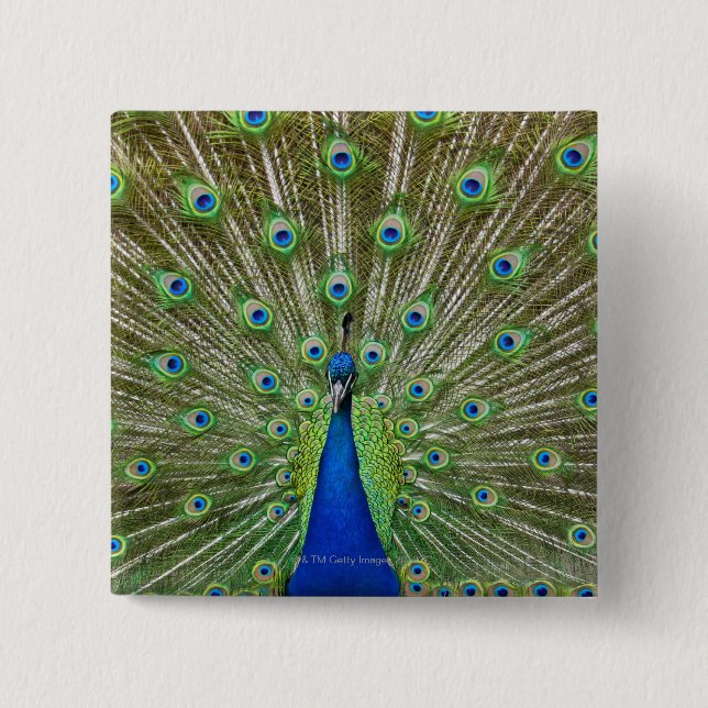 Peacock showing its feathers pinback button (Front)