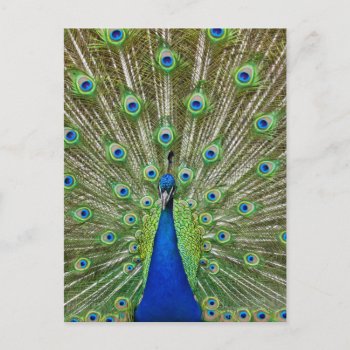 Peacock Showing Its Feathers Postcard by prophoto at Zazzle