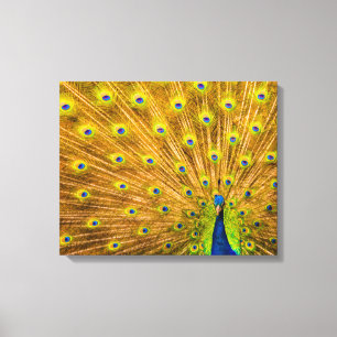 Peacock, Silver Falls, Kauai, Hawaii Canvas Print