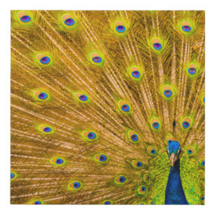 Peacock, Silver Falls, Kauai, Hawaii Faux Canvas Print