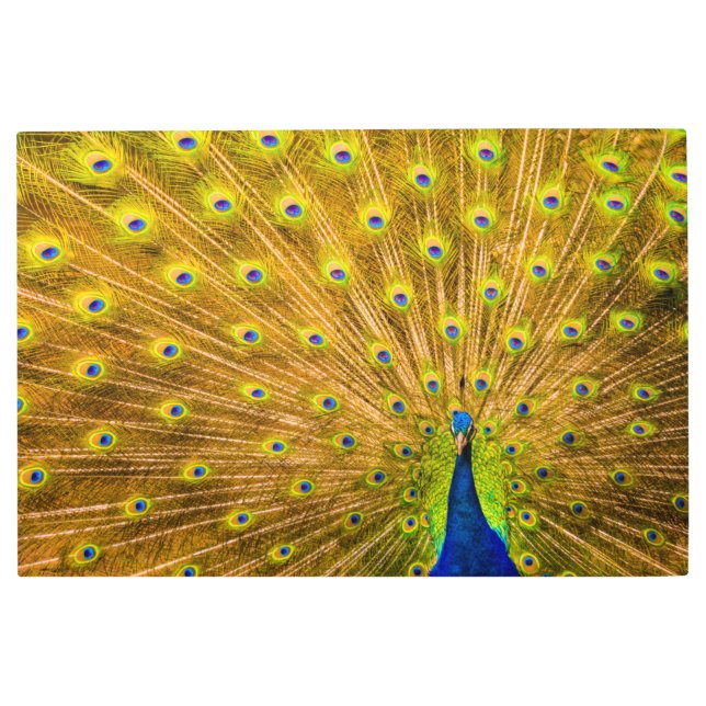 Peacock, Silver Falls, Kauai, Hawaii Metal Print (Front)