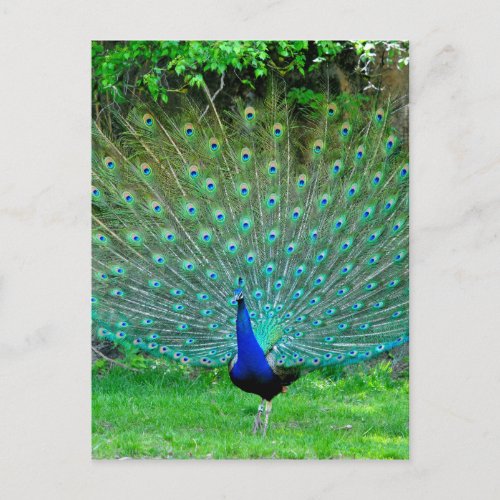 Peacock Slight Postcard