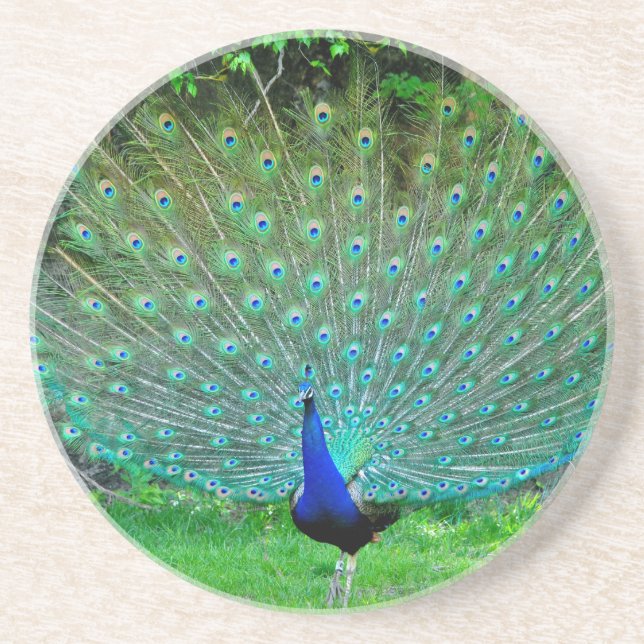 Peacock Slight Sandstone Coaster (Front)