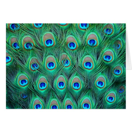 Peacock Splendor Cards (Front Horizontal)
