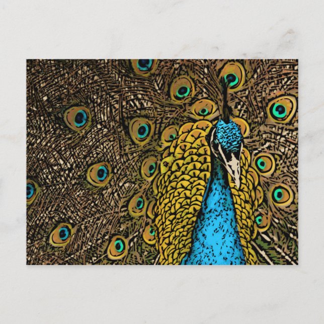 Peacock Splendor Illustration Postcard (Front)
