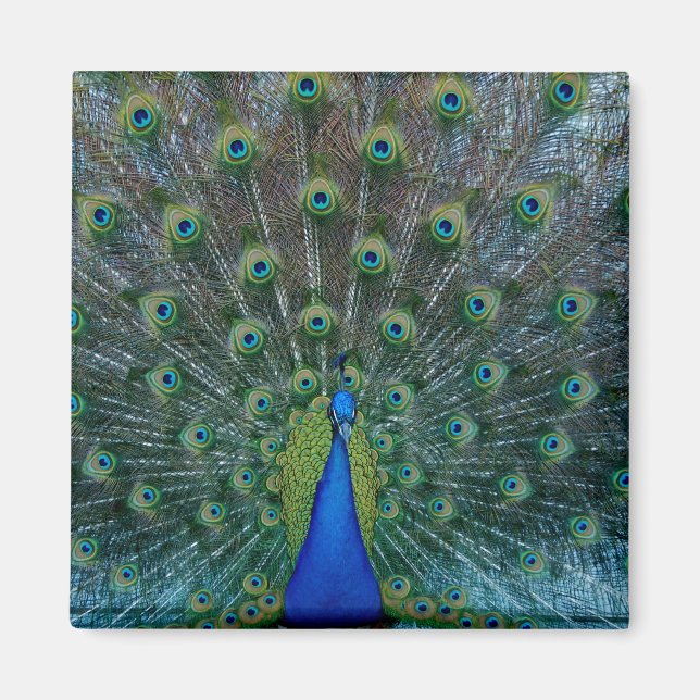 Peacock, square magnet (Front)