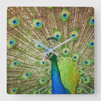 Peacock Square Wall Clock by PixLifeBirds at Zazzle