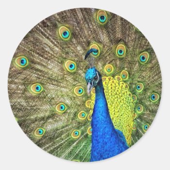 Peacock Sticker Seal For Envelopes by PersonalCustom at Zazzle