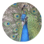 Peacock Stickers
