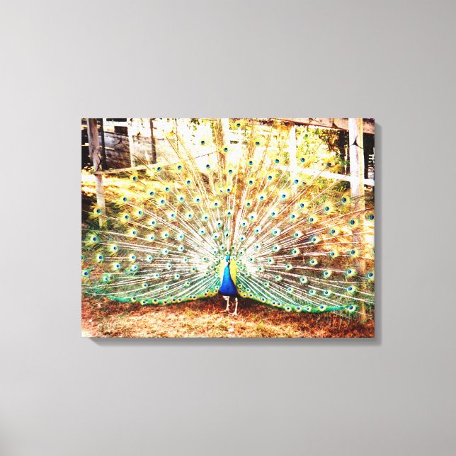 Peacock Stretched Canvas Print (Front)
