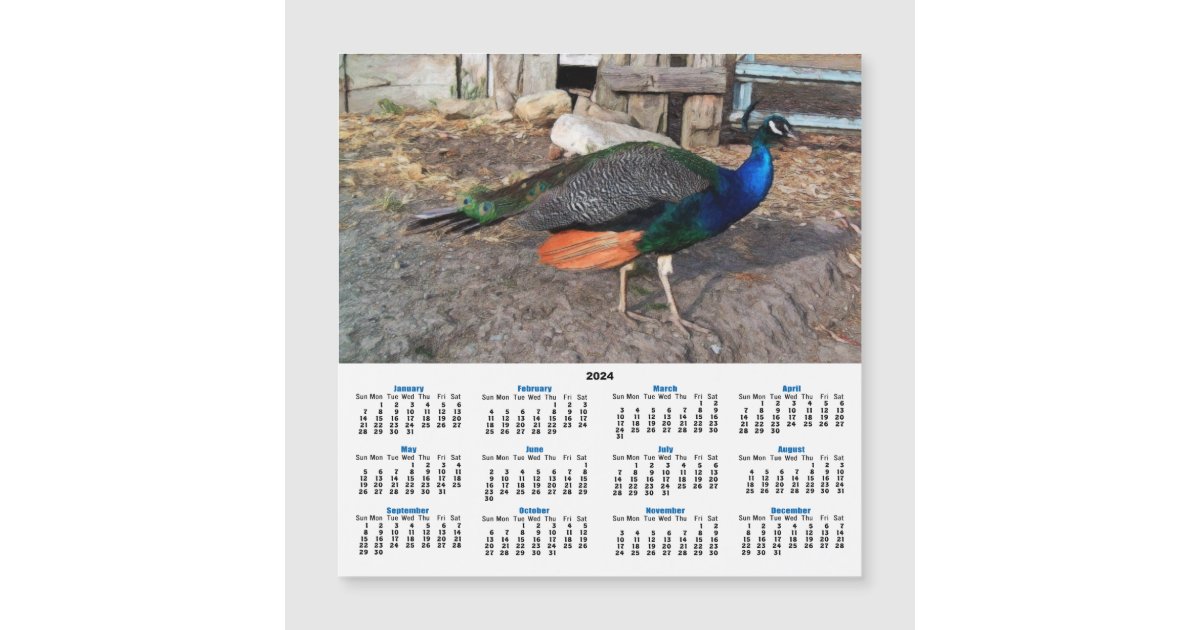 Peacock Strut 2024 Calendar Card Zazzle