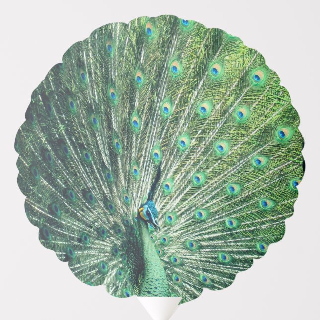 Peacock Strut  Balloon (Front)