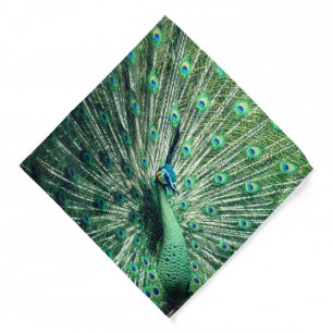 Peacock Strut Bandana