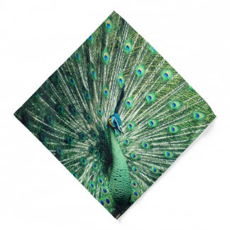 Peacock Strut Bandana