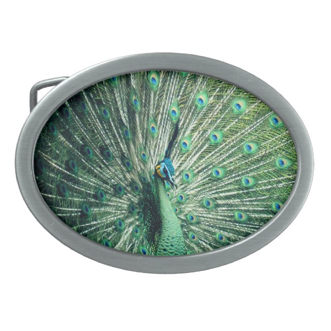 Peacock Strut  Belt Buckle (Front)