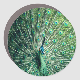 Peacock Strut  Car Magnet