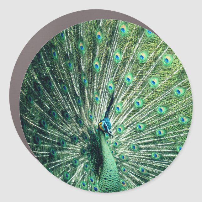 Peacock Strut  Car Magnet (Front)