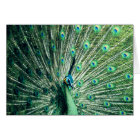 Peacock Strut