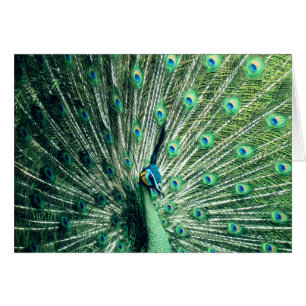 Peacock Strut  Cards