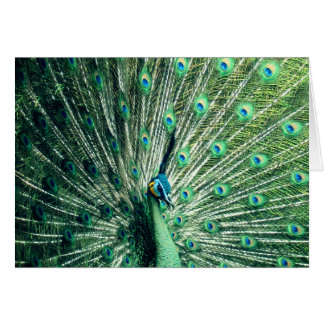 Peacock Strut Cards
