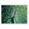 Peacock Strut 