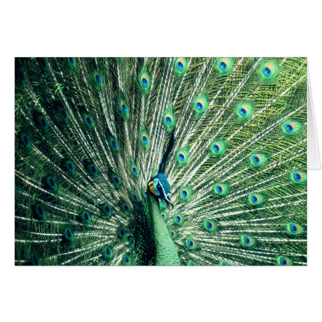 Peacock Strut  Cards (Front Horizontal)