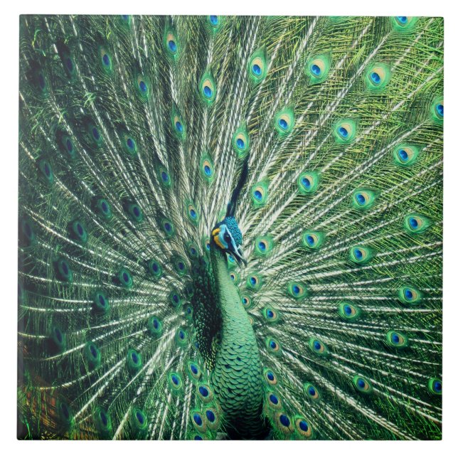 Peacock Strut  Ceramic Tile (Front)