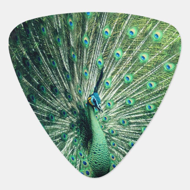 Peacock Strut  Guitar Pick (Front)