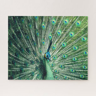 Peacock Strut Jigsaw Puzzle