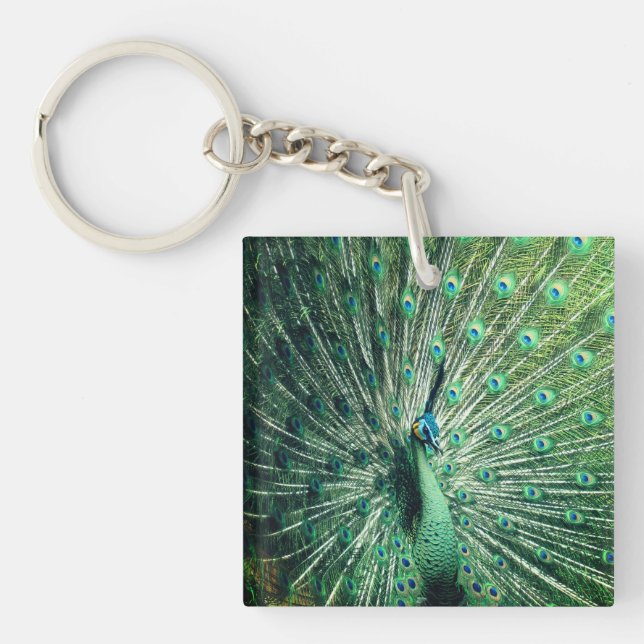 Peacock Strut  Keychain (Front)
