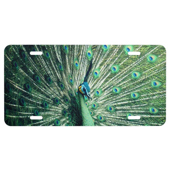 Peacock Strut  License Plate (Front)