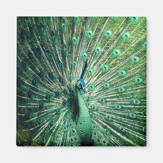 Peacock Strut  Magnet