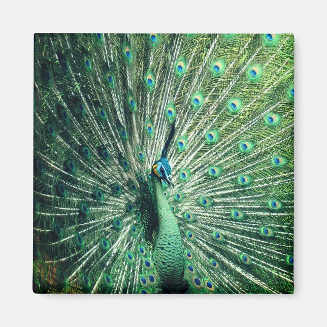 Peacock Strut  Magnet (Front)