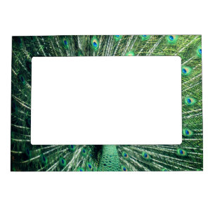 Peacock Strut Magnetic Frame