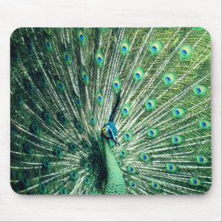 Peacock Strut  Mouse Pad