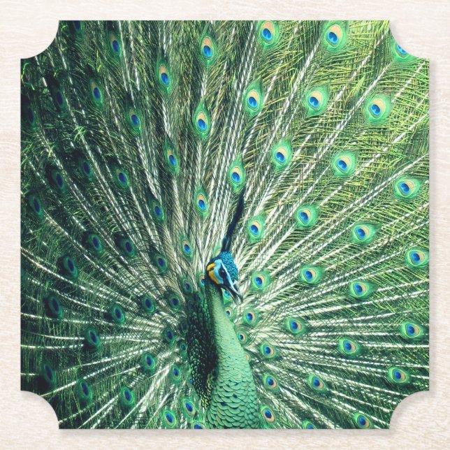 Peacock Strut  Paper Coaster (Front)