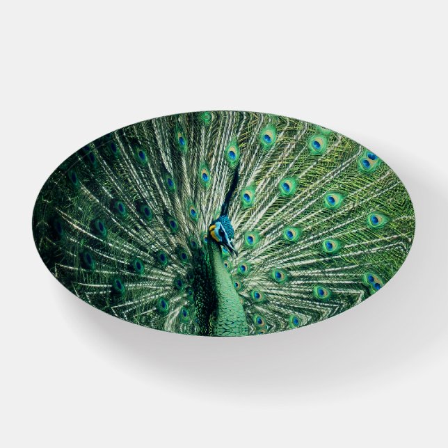 Peacock Strut  Paperweight (Front)