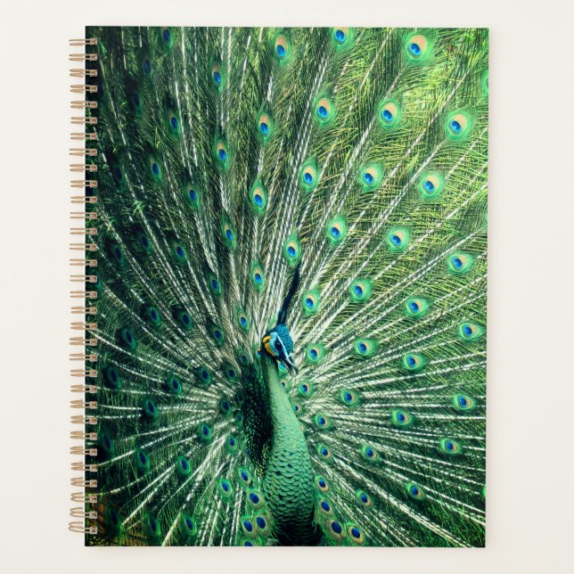 Peacock Strut  Planner (Front)