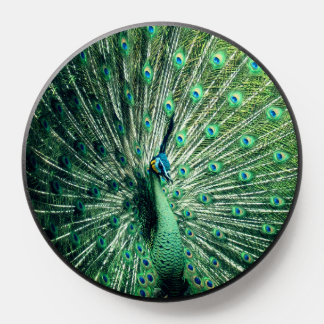Peacock Strut PopSocket