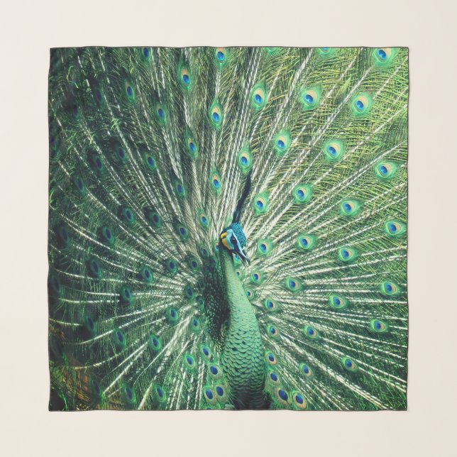 Peacock Strut  Scarf (Front)