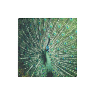 Peacock Strut  Stone Magnet
