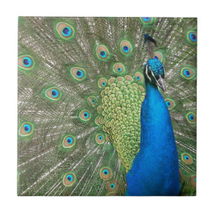 Peacock Strut Tile
