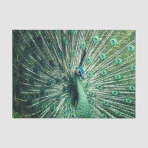 Peacock Strut Tissue Paper