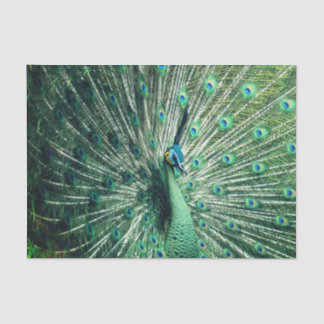 Peacock Strut  Tissue Paper