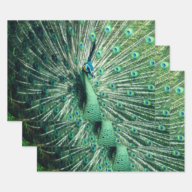 Peacock Strut  Wrapping Paper Sheets (Set)