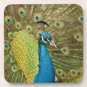 Peacock strutting beverage coaster