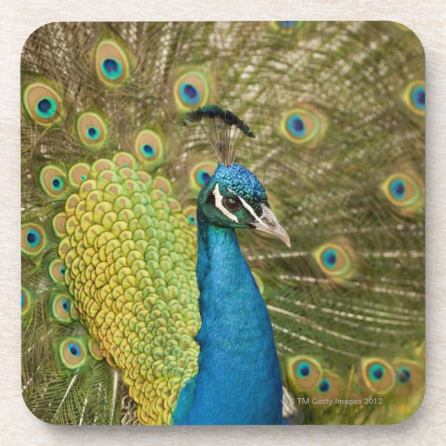 Peacock strutting beverage coaster (Front)